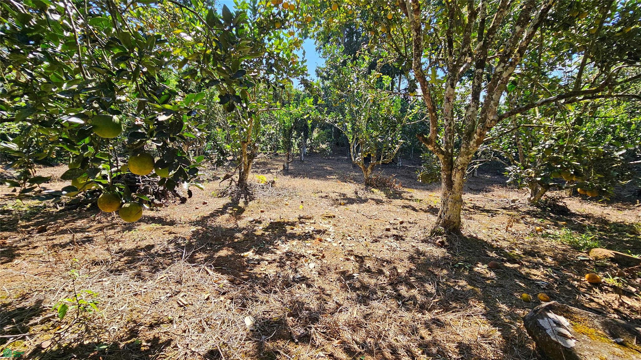 Thriving 6042m² Citrus Farm in Costa Rica , Cajón, Perez Zeledon, San Jose