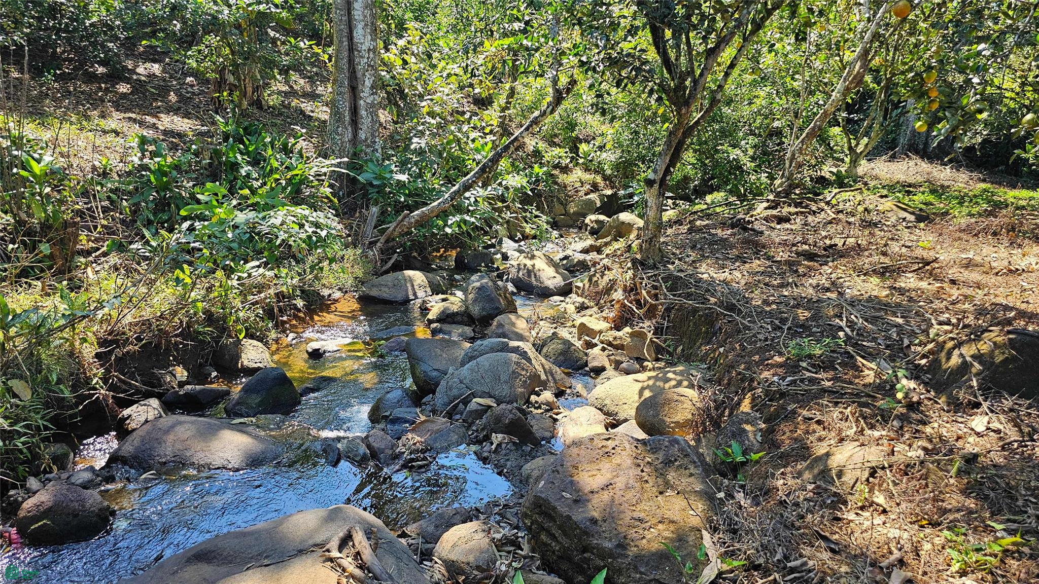 Thriving 6042m² Citrus Farm in Costa Rica , Cajón, Perez Zeledon, San Jose