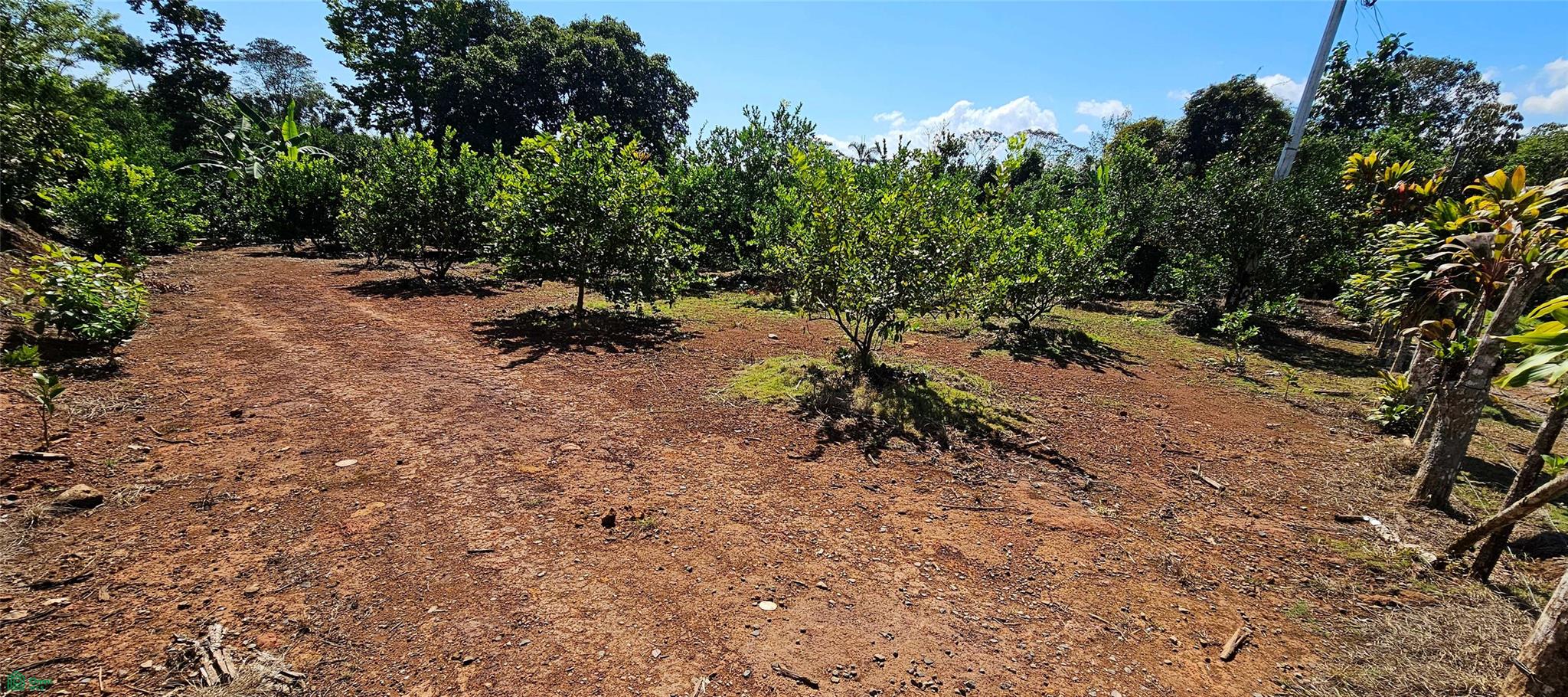 Thriving 6042m² Citrus Farm in Costa Rica , Cajón, Perez Zeledon, San Jose