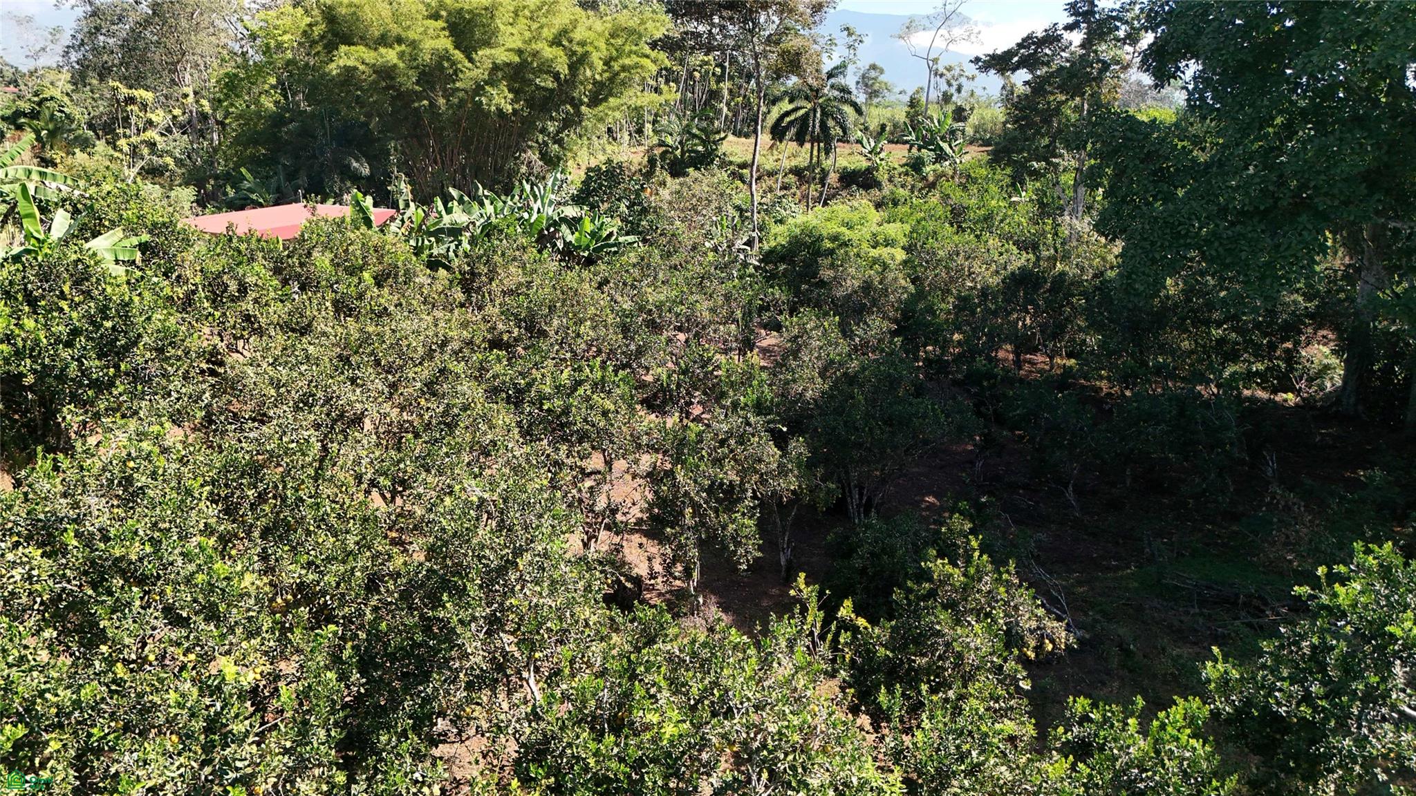 Thriving 6042m² Citrus Farm in Costa Rica , Cajón, Perez Zeledon, San Jose
