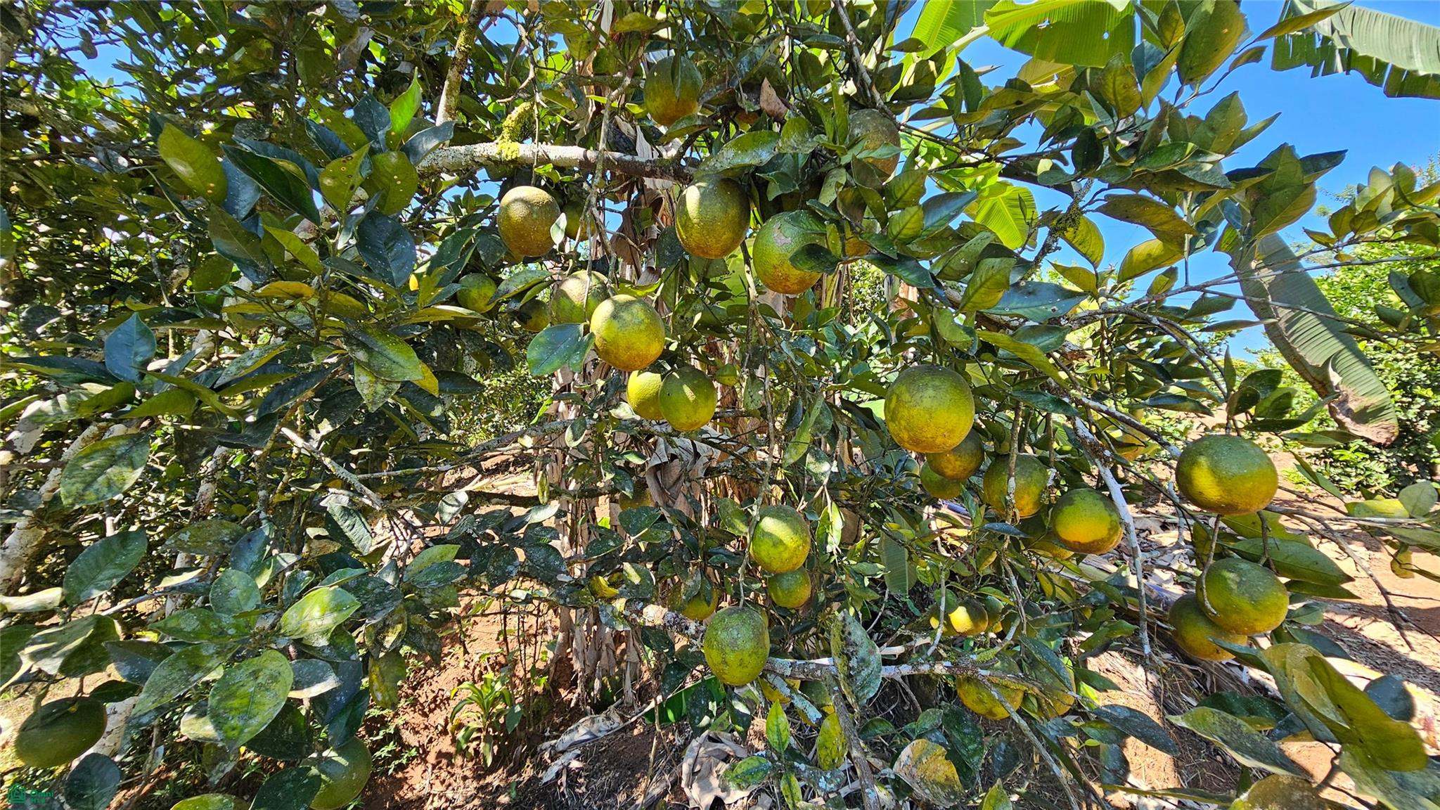 Thriving 6042m² Citrus Farm in Costa Rica , Cajón, Perez Zeledon, San Jose