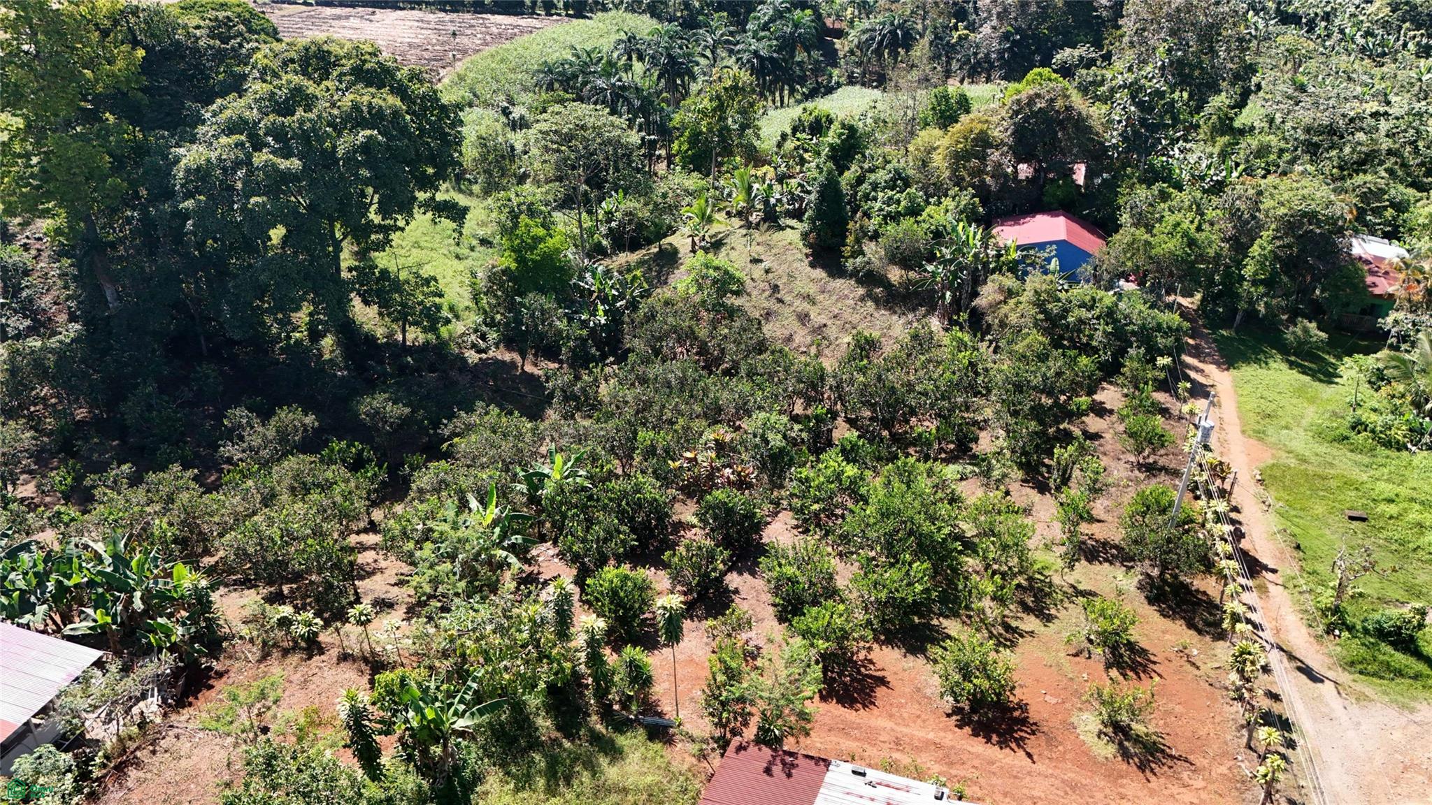 Thriving 6042m² Citrus Farm in Costa Rica , Cajón, Perez Zeledon, San Jose