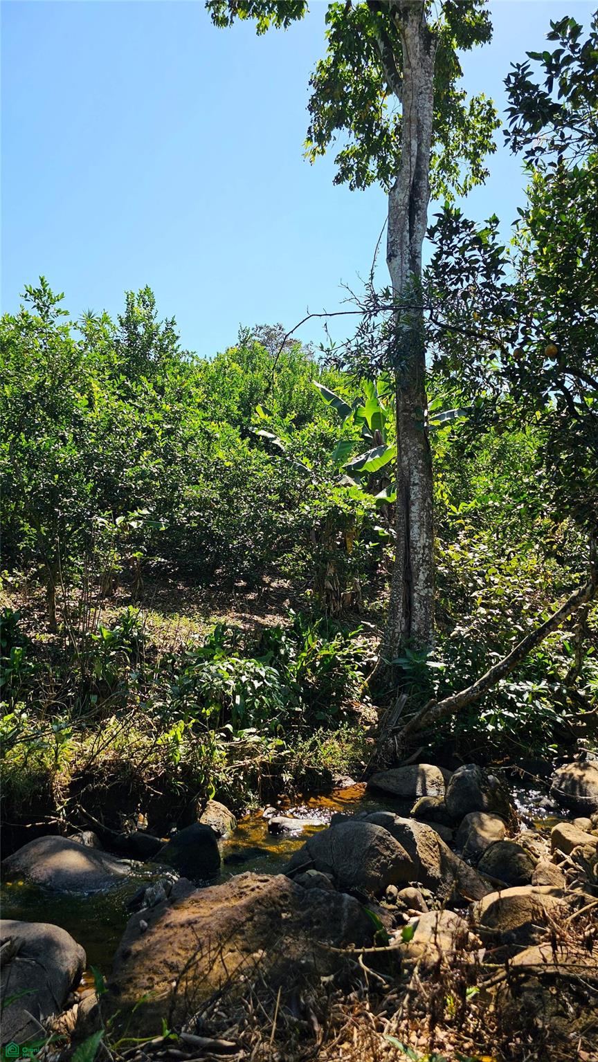 Thriving 6042m² Citrus Farm in Costa Rica , Cajón, Perez Zeledon, San Jose