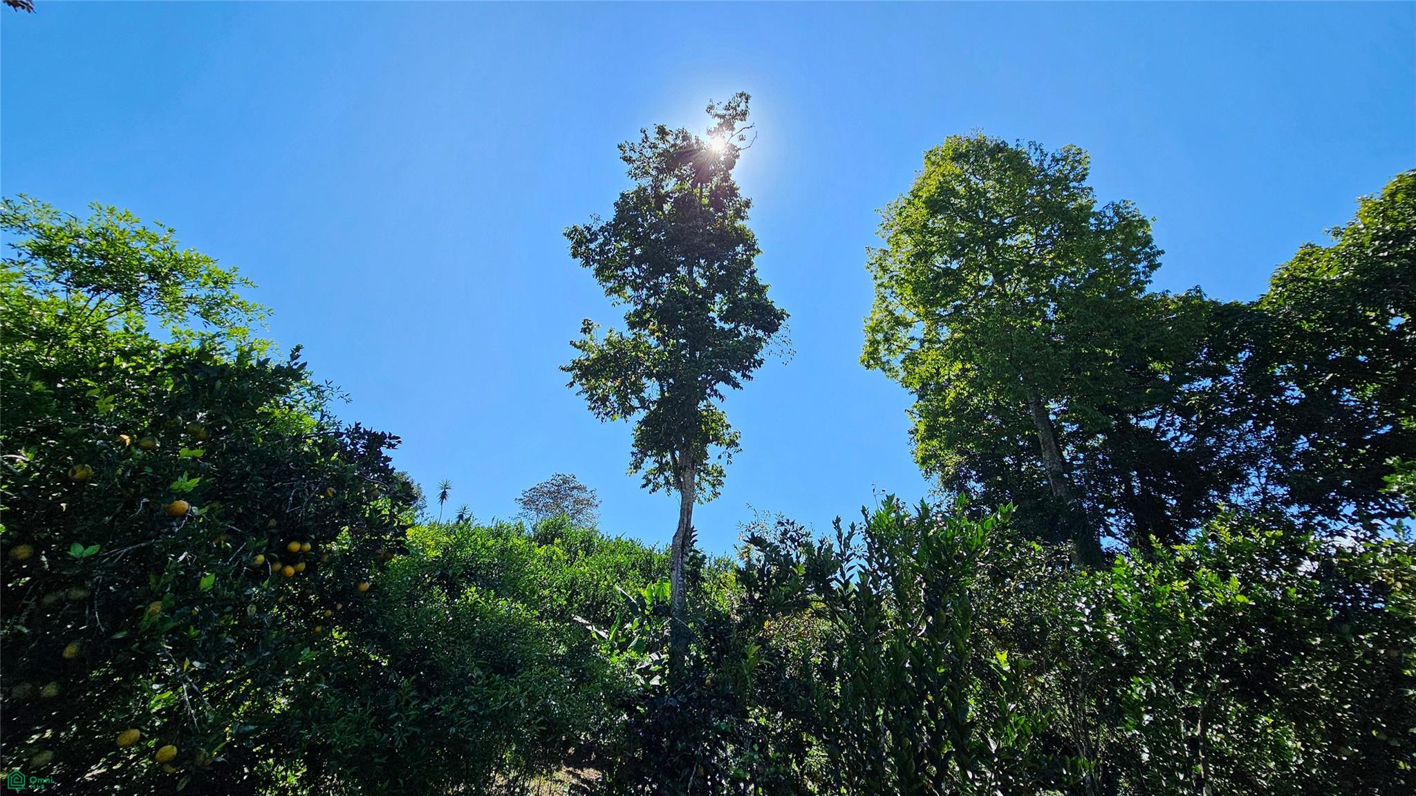 Thriving 6042m² Citrus Farm in Costa Rica , Cajón, Perez Zeledon, San Jose