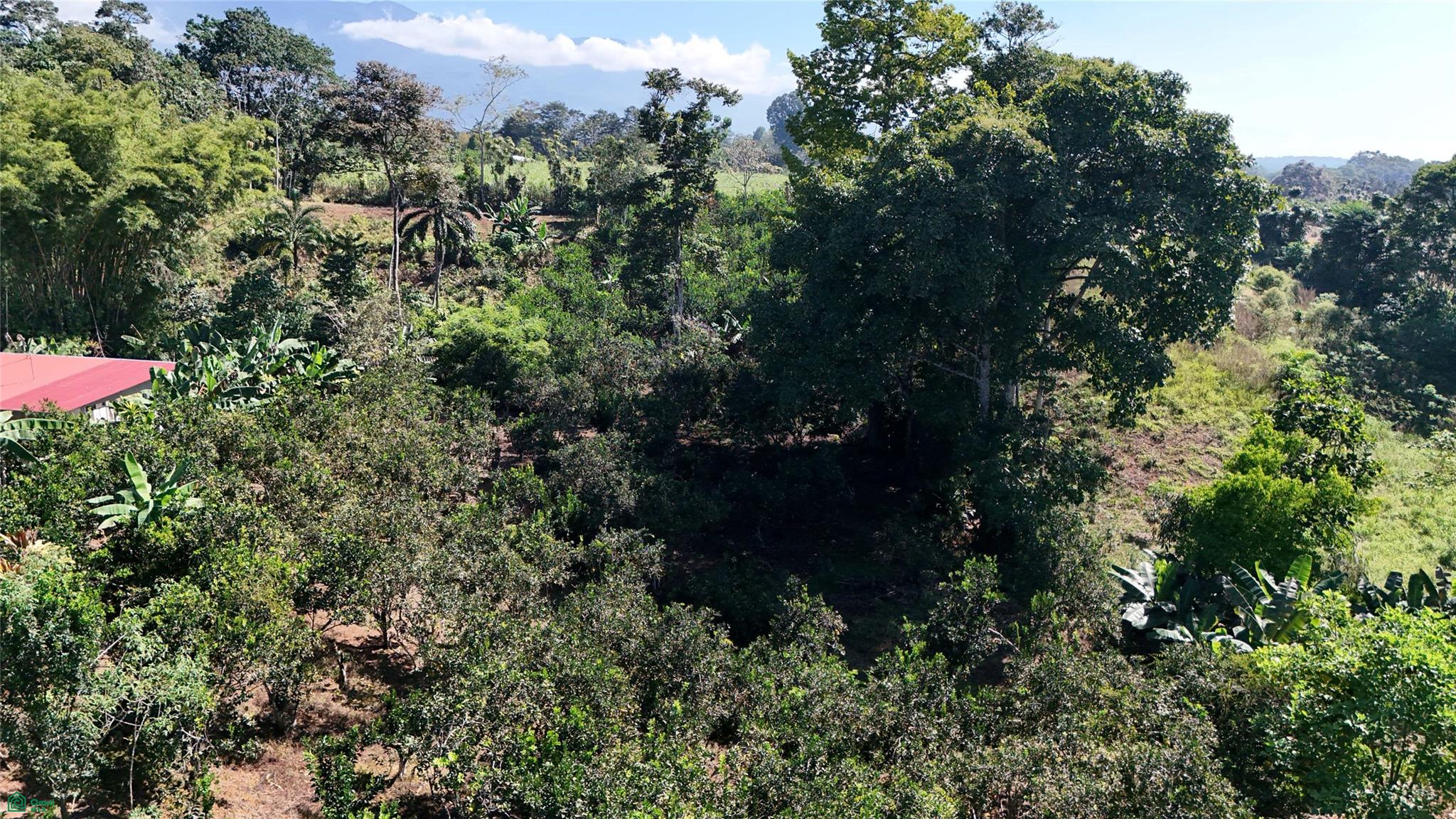 Thriving 6042m² Citrus Farm in Costa Rica , Cajón, Perez Zeledon, San Jose
