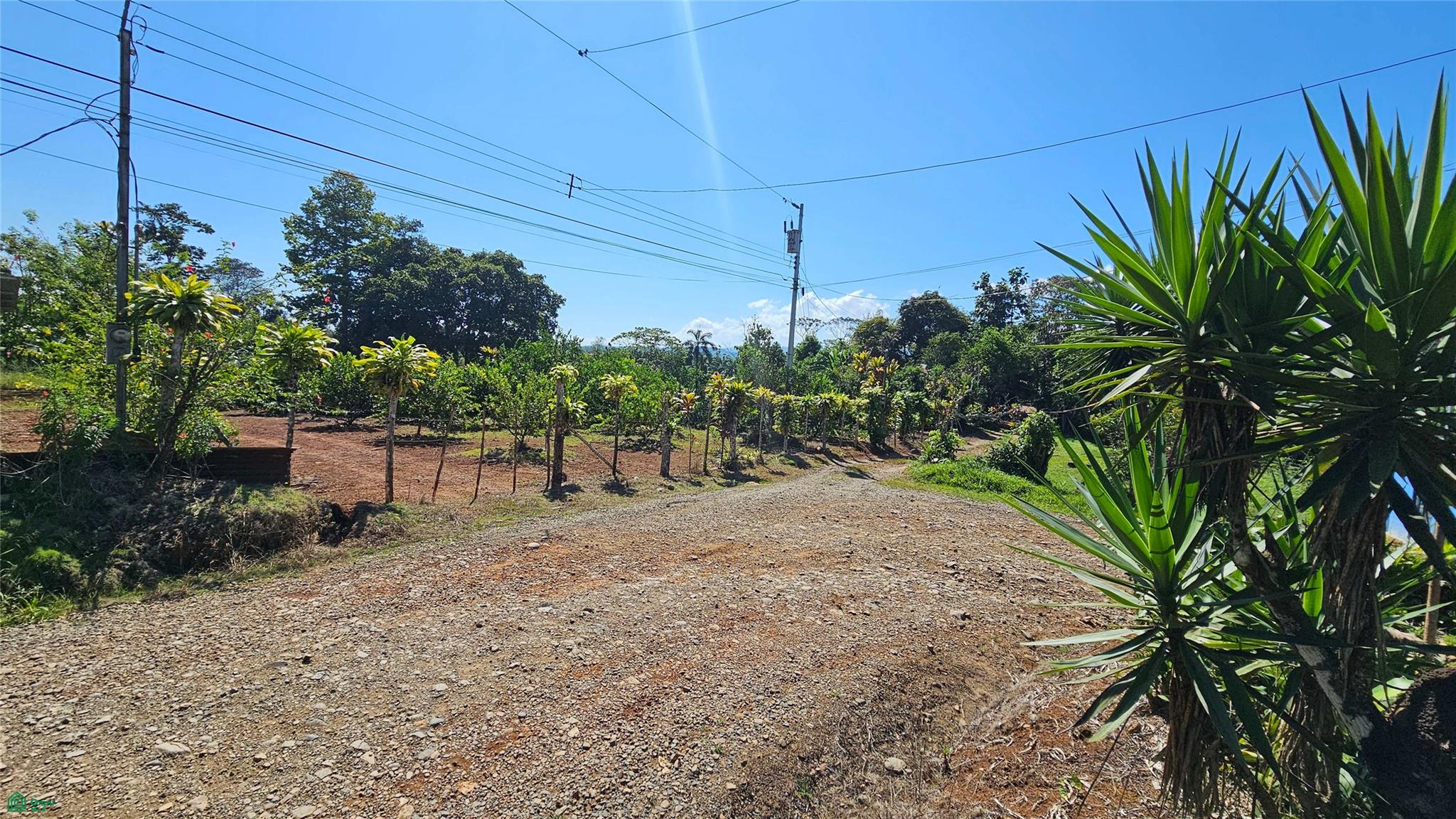 Thriving 6042m² Citrus Farm in Costa Rica , Cajón, Perez Zeledon, San Jose