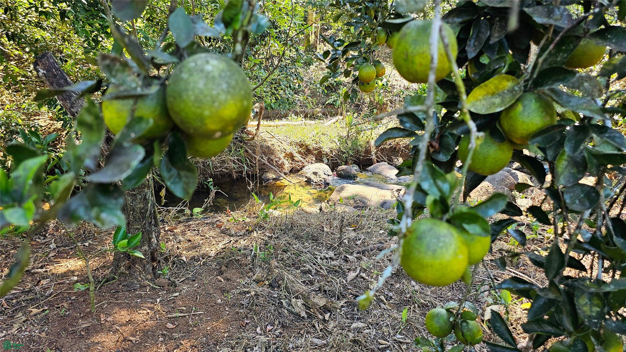 Thriving 6042m² Citrus Farm in Costa Rica , Cajón, Perez Zeledon, San Jose