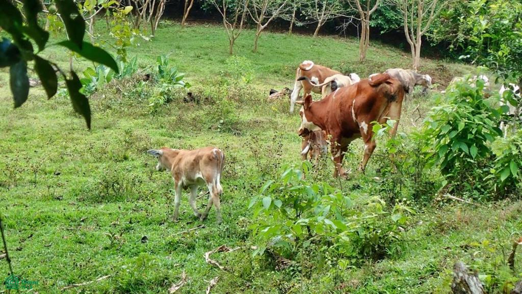Expansive 517-Acre Paradise in Tierras Morenas, Costa Rica , Barú, Perez Zeledon, San Jose
