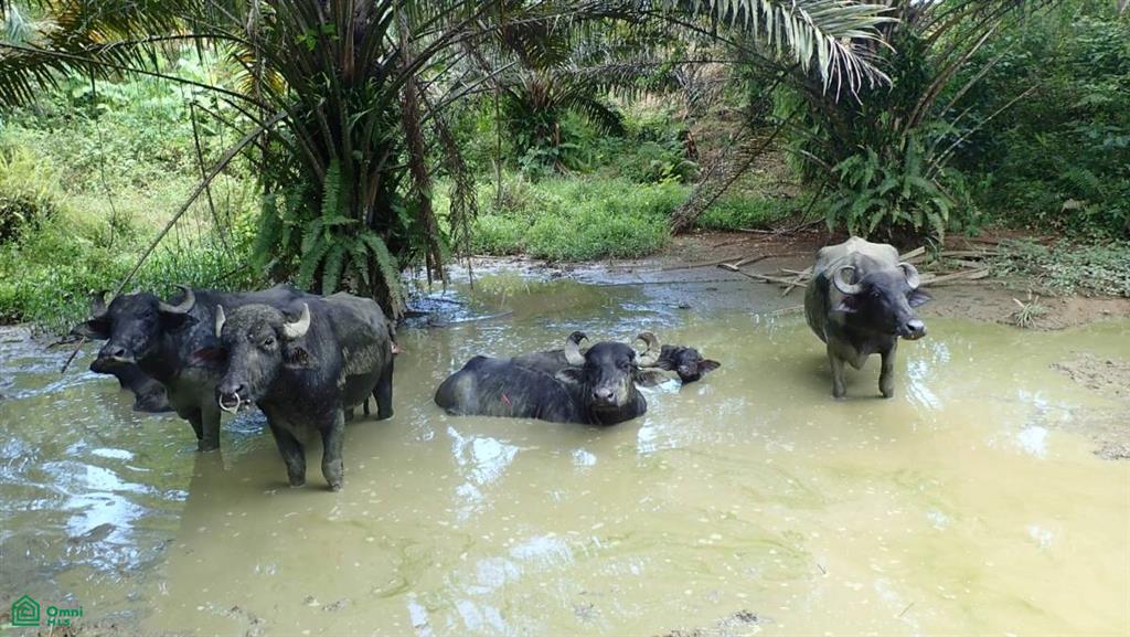 Expansive 517-Acre Paradise in Tierras Morenas, Costa Rica , Barú, Perez Zeledon, San Jose