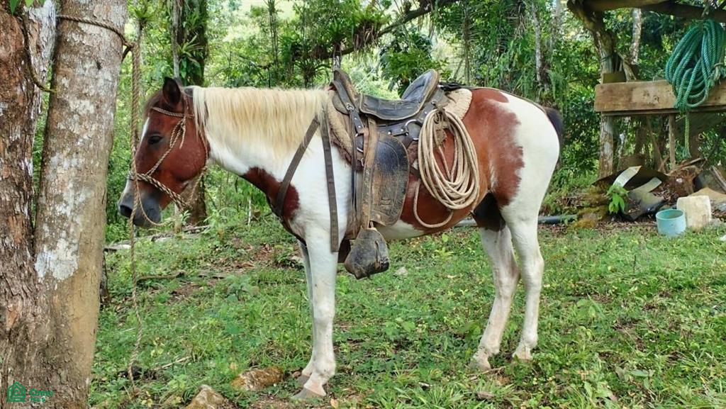 Expansive 517-Acre Paradise in Tierras Morenas, Costa Rica , Barú, Perez Zeledon, San Jose