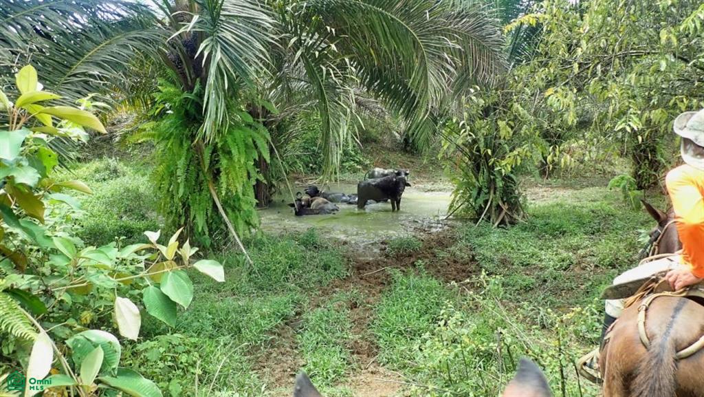 Expansive 517-Acre Paradise in Tierras Morenas, Costa Rica , Barú, Perez Zeledon, San Jose