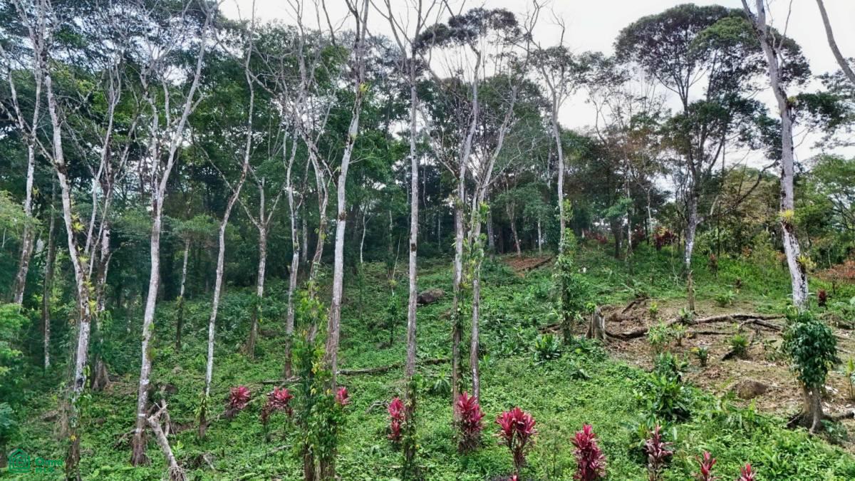 Stunning Property East of Cana Blanca near Tinamaste , Tinamaste, Perez Zeledon, San Jose