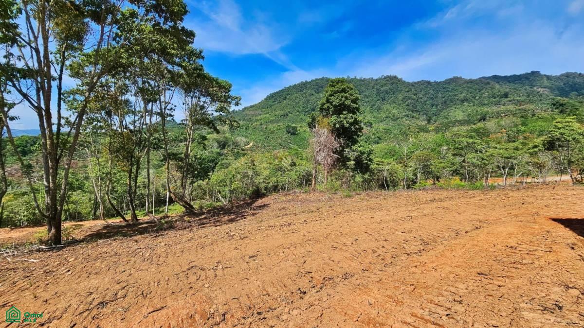 Finca 42 acres