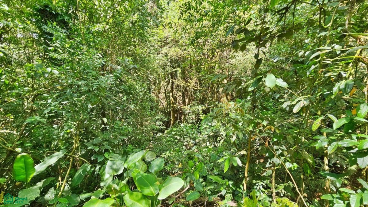 Finca 42 acres