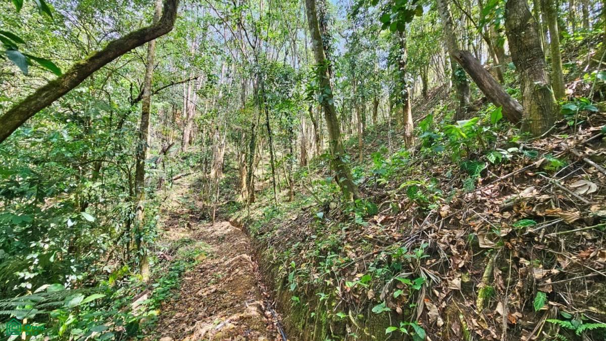 Finca 42 acres