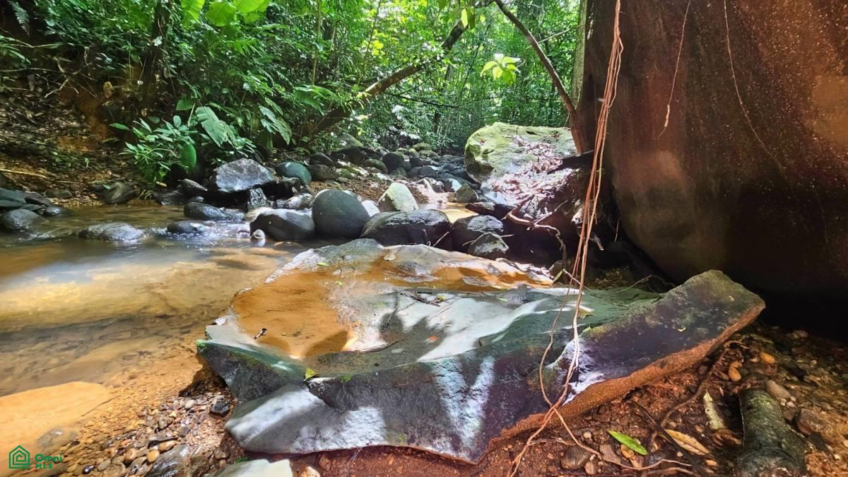 Soulful Jungle Retreat near Dominical – A Sanctuary for Visionaries , Barú, Perez Zeledon, San Jose