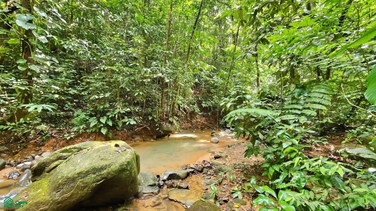 Soulful Jungle Retreat near Dominical – A Sanctuary for Visionaries , Barú, Perez Zeledon, San Jose