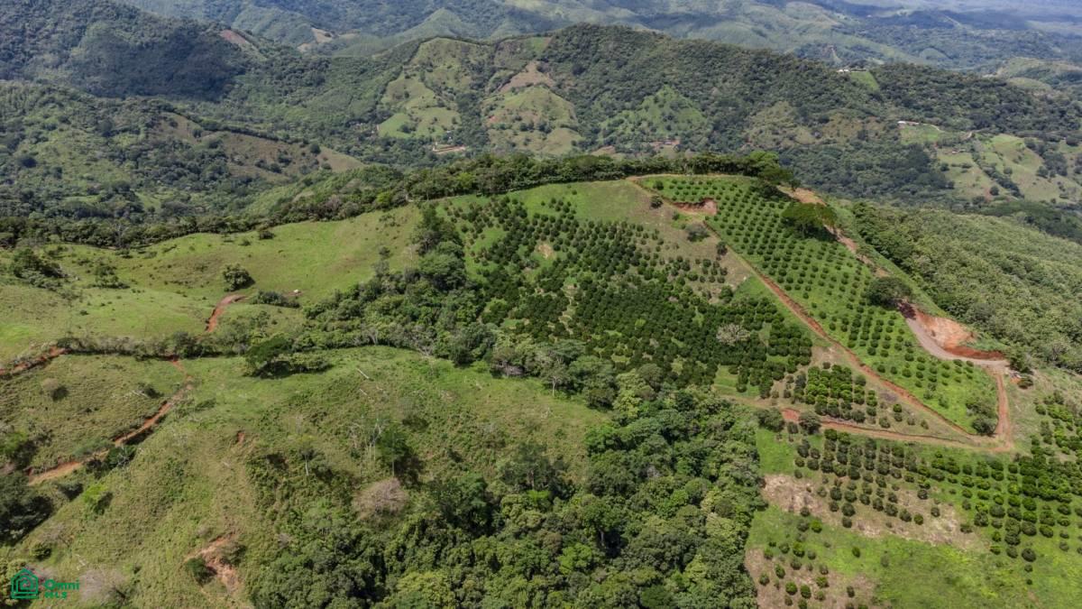 Finca Naranja 7.9 hectare