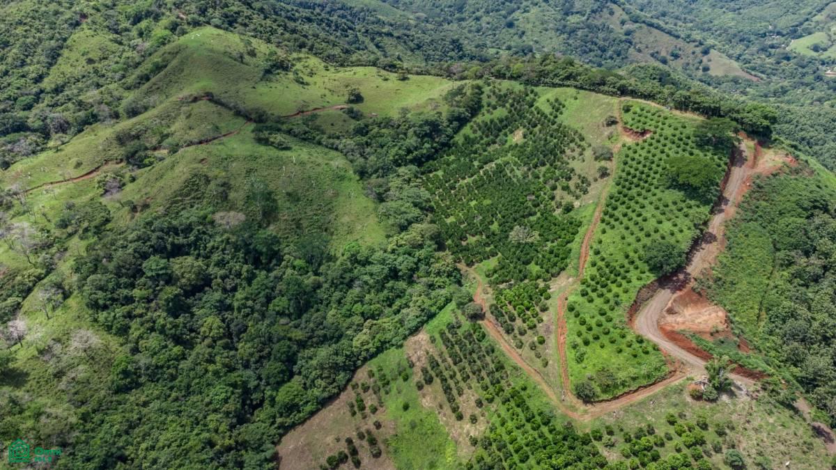 Finca Naranja 7.9 hectare
