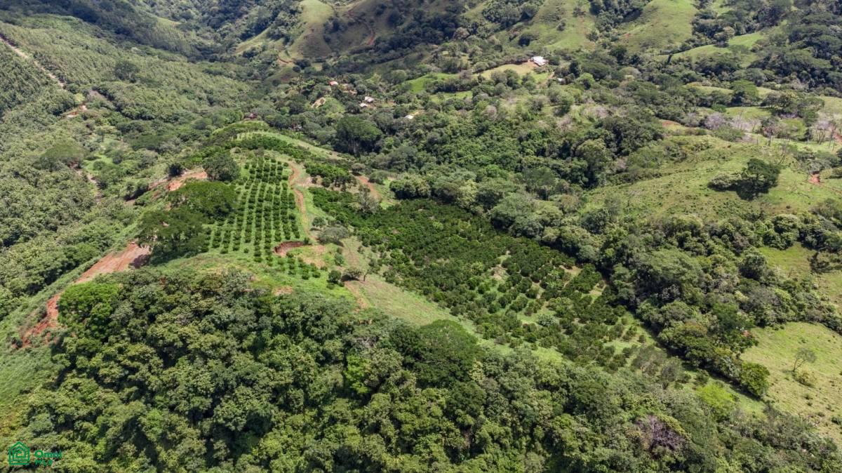 Finca Naranja 7.9 hectare
