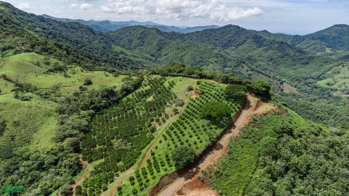 Finca Naranja 7.9 hectare