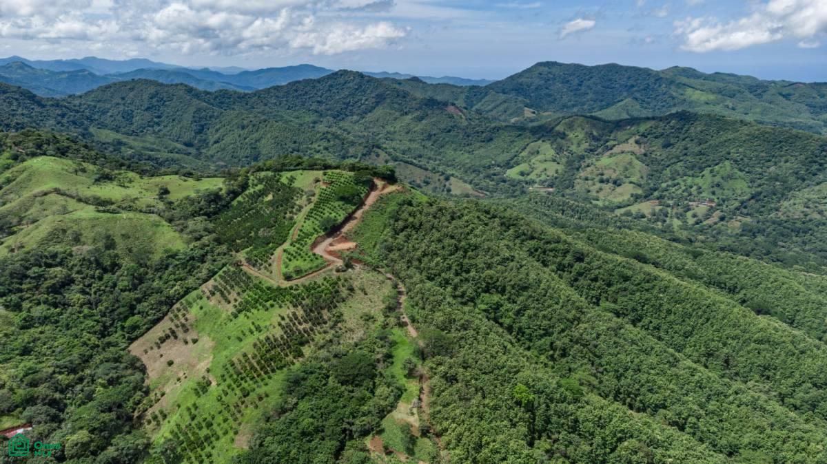 Finca Naranja 7.9 hectare
