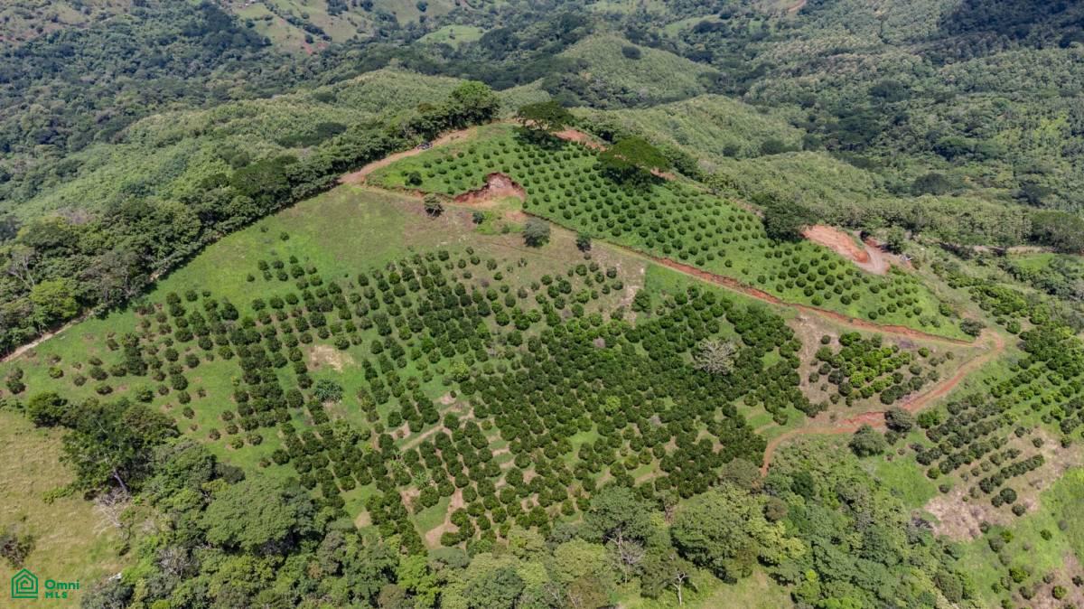 Finca Naranja 7.9 hectare