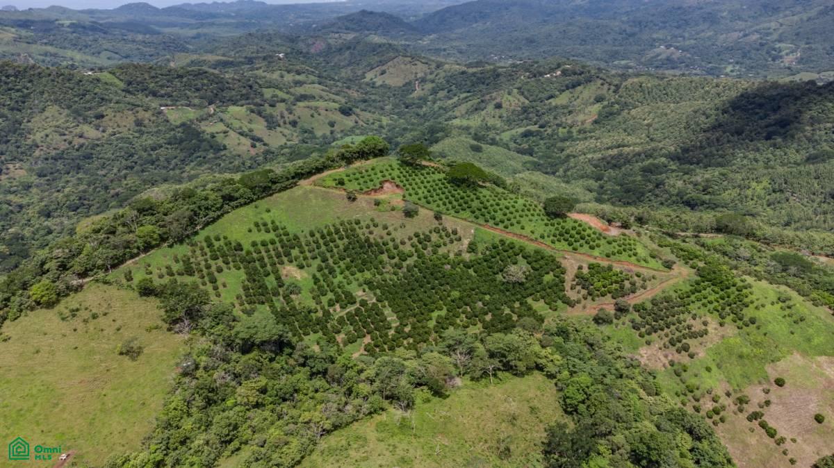 Finca Naranja 7.9 hectare