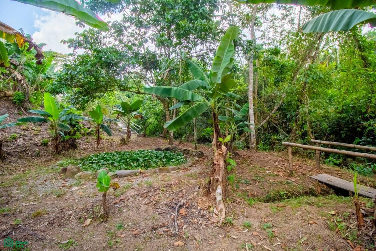 Finca Pura Vida Perez Zeledon, Cajón, Perez Zeledon, San Jose