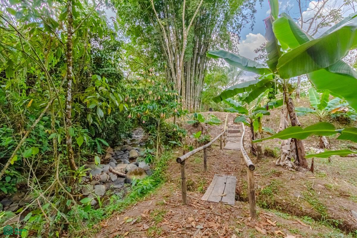 Finca Pura Vida Perez Zeledon, Cajón, Perez Zeledon, San Jose