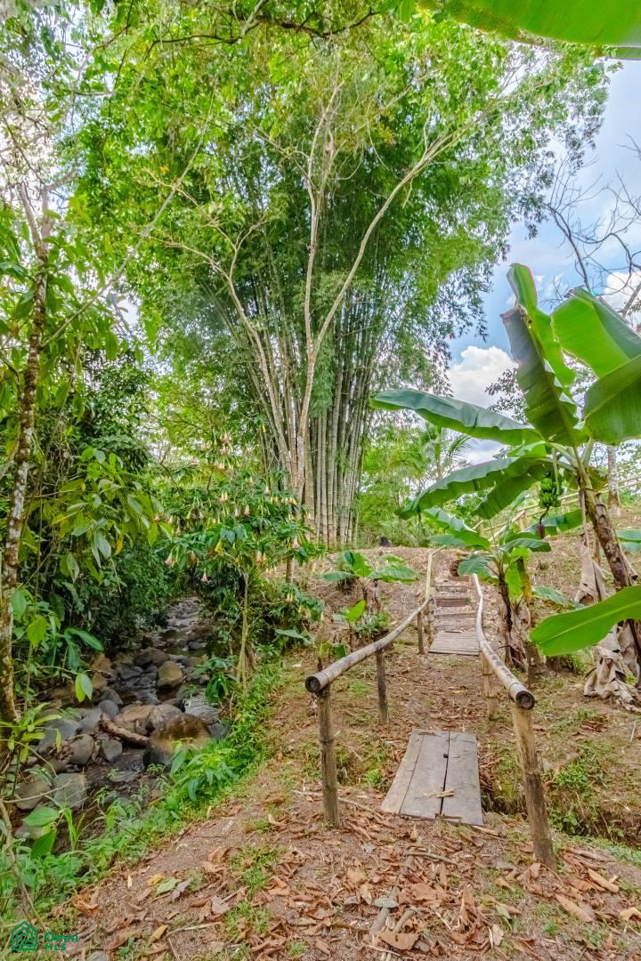 Finca Pura Vida Perez Zeledon, Cajón, Perez Zeledon, San Jose