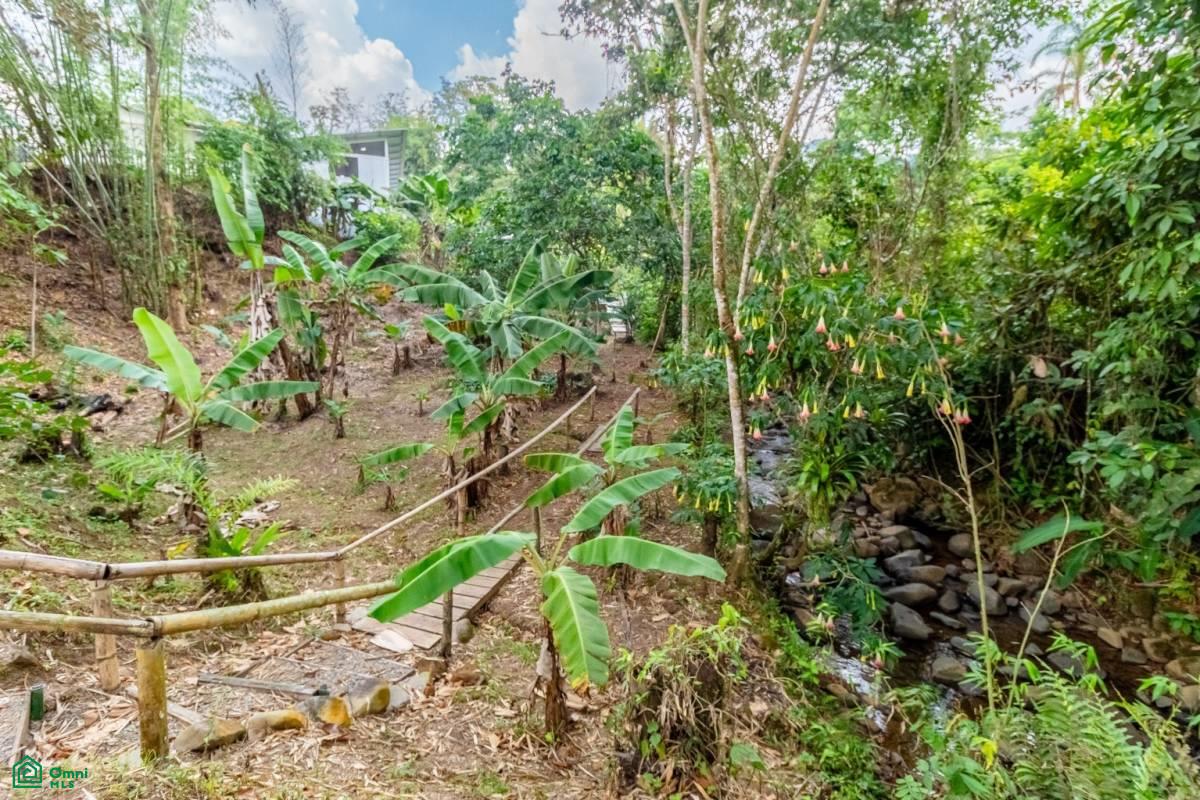 Finca Pura Vida Perez Zeledon, Cajón, Perez Zeledon, San Jose