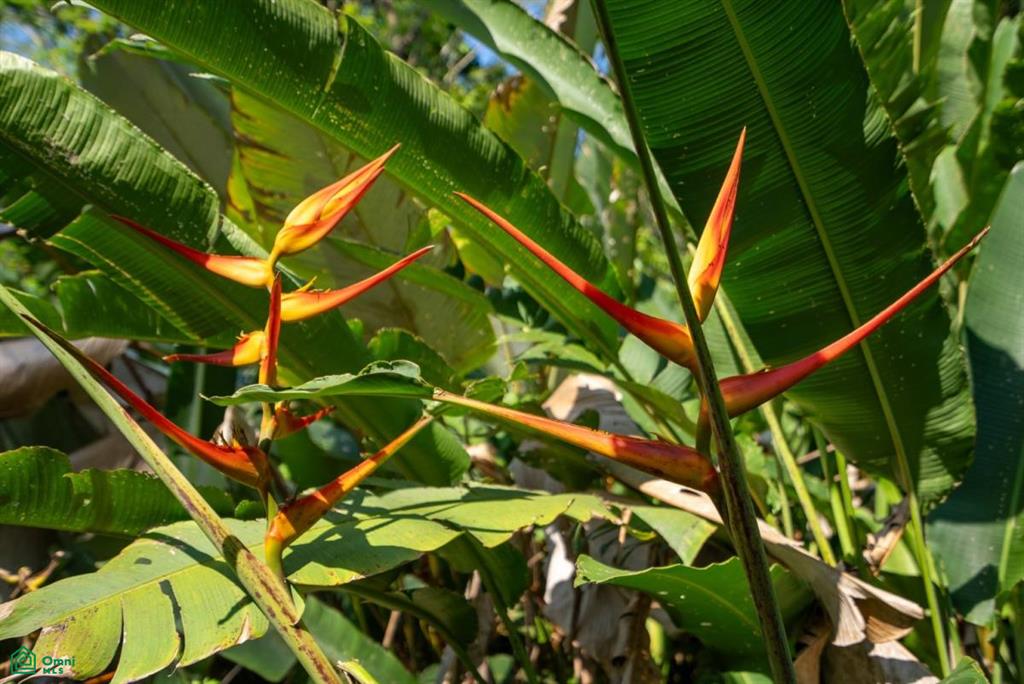 Finca Pacífica Barú, 34 hectares, Ocean-View Property , Dominical, Osa, Puntarenas