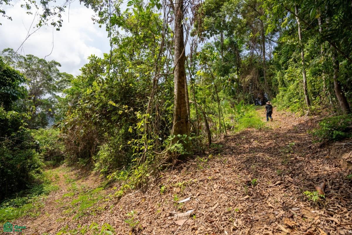 Finca Pacífica Barú, 34 hectares, Ocean-View Property , Dominical, Osa, Puntarenas