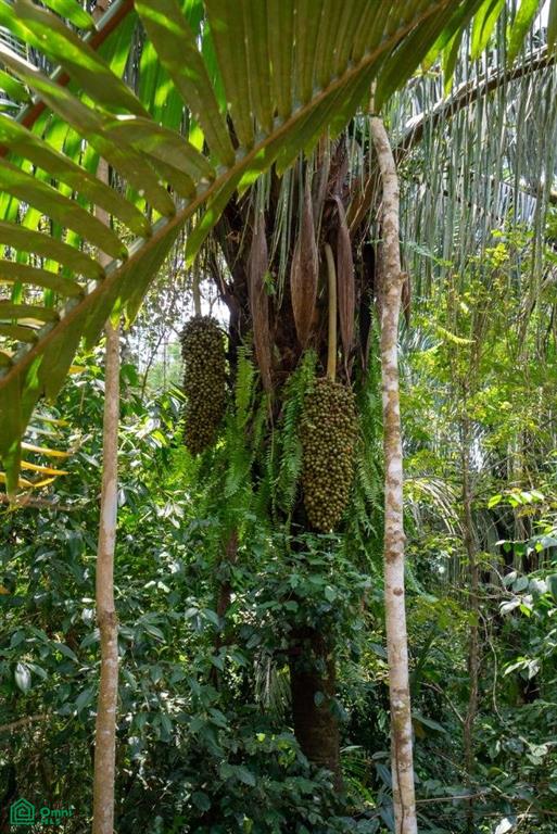 Finca Pacífica Barú, 34 hectares, Ocean-View Property , Dominical, Osa, Puntarenas