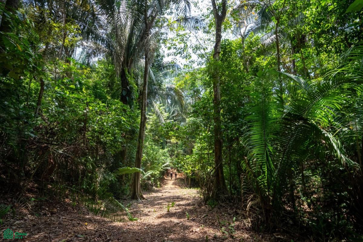 Finca Pacífica Barú, 34 hectares, Ocean-View Property , Dominical, Osa, Puntarenas