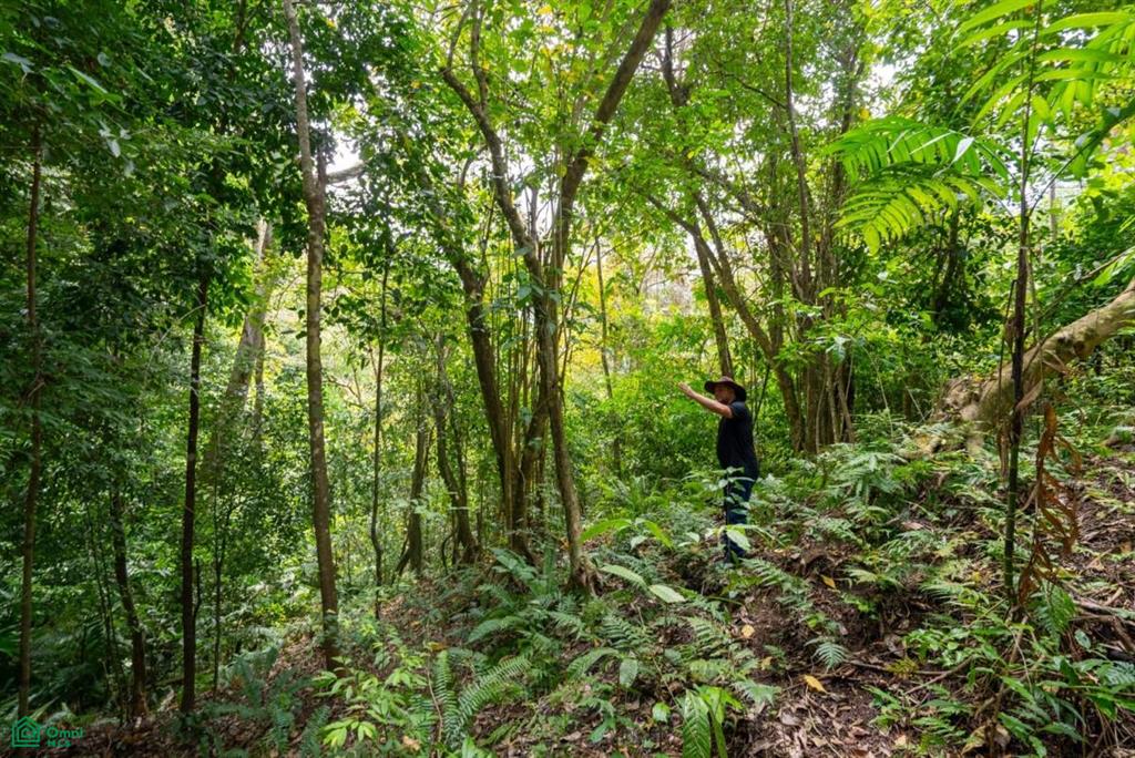 Finca Pacífica Barú, 34 hectares, Ocean-View Property , Dominical, Osa, Puntarenas