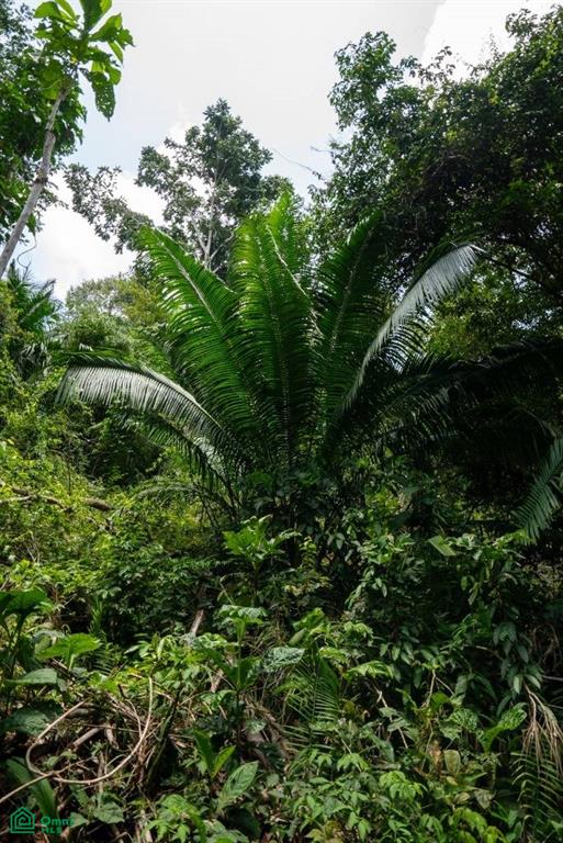 Finca Pacífica Barú, 34 hectares, Ocean-View Property , Dominical, Osa, Puntarenas
