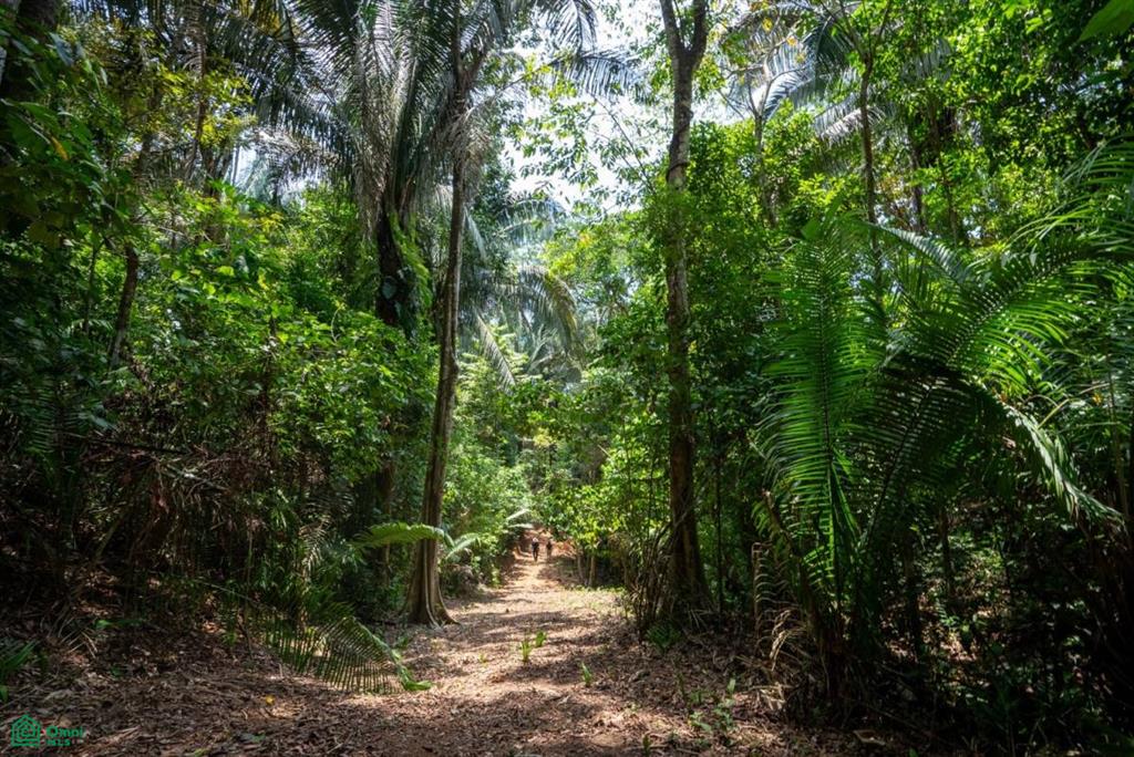 Finca Pacífica Barú, 34 hectares, Ocean-View Property , Dominical, Osa, Puntarenas