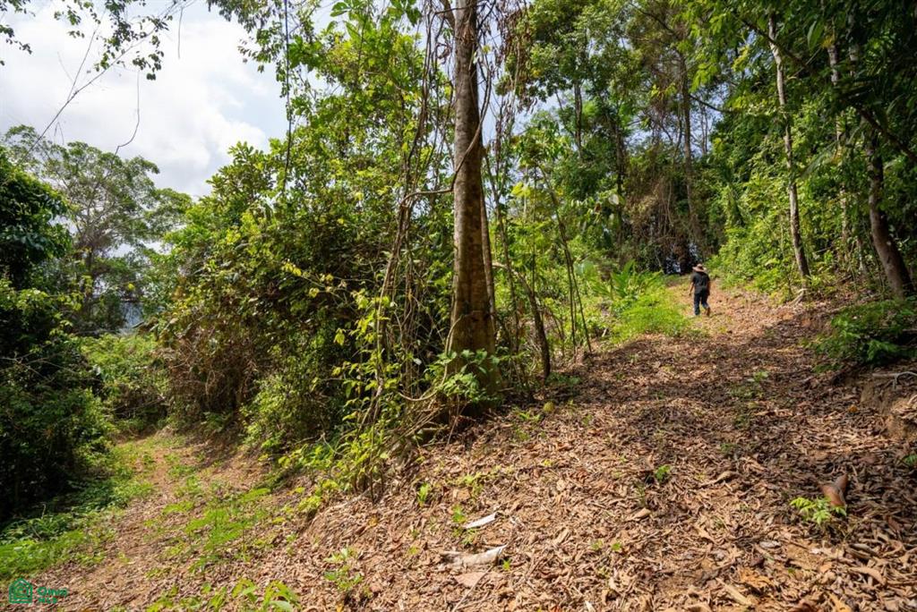 Finca Pacífica Barú, 34 hectares, Ocean-View Property , Dominical, Osa, Puntarenas