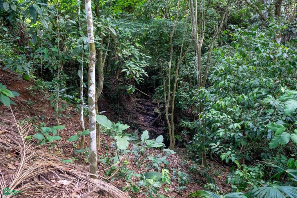 Finca Pacífica Barú, 34 hectares, Ocean-View Property , Dominical, Osa, Puntarenas