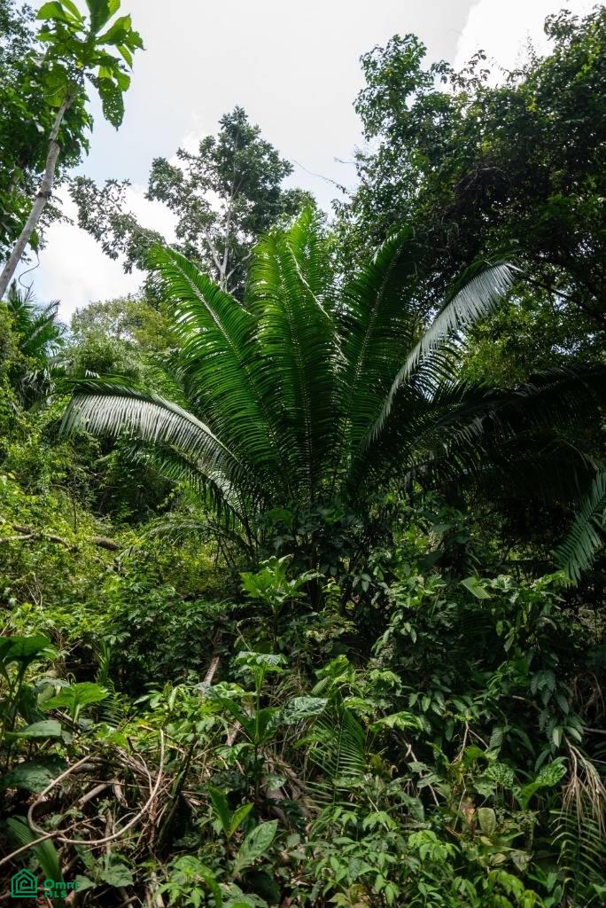Finca Pacífica Barú, 34 hectares, Ocean-View Property , Dominical, Osa, Puntarenas