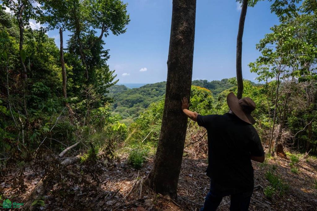 Finca Pacífica Barú, 34 hectares, Ocean-View Property , Dominical, Osa, Puntarenas