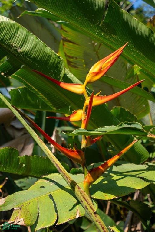 Finca Pacífica Barú, 34 hectares, Ocean-View Property , Dominical, Osa, Puntarenas