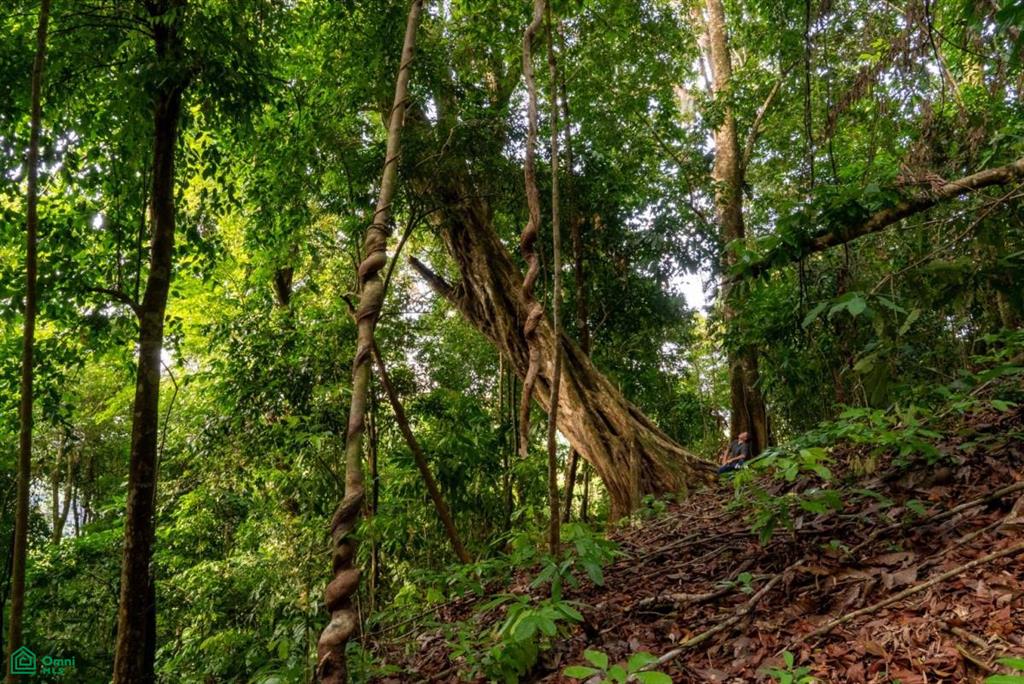 Finca Pacífica Barú, 34 hectares, Ocean-View Property , Dominical, Osa, Puntarenas