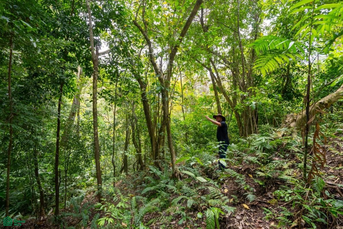 Finca Pacífica Barú, 34 hectares, Ocean-View Property , Dominical, Osa, Puntarenas