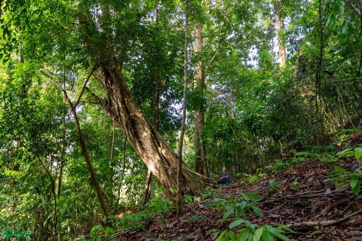 Finca Pacífica Barú, 34 hectares, Ocean-View Property , Dominical, Osa, Puntarenas