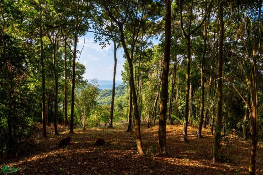 Finca Pacífica Barú, 34 hectares, Ocean-View Property , Dominical, Osa, Puntarenas