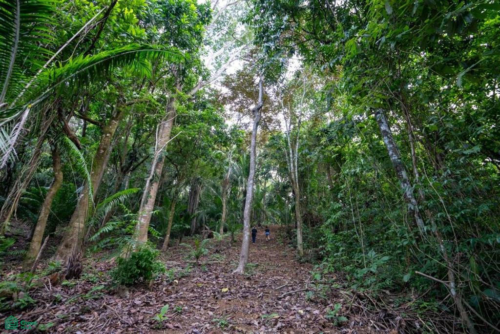 Finca Pacífica Barú, 34 hectares, Ocean-View Property , Dominical, Osa, Puntarenas