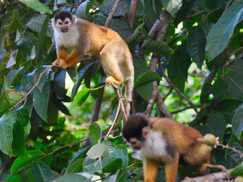 Incredible Turnkey Retreat Center and Sustainable Community , Piedras Blancas, Osa, Puntarenas